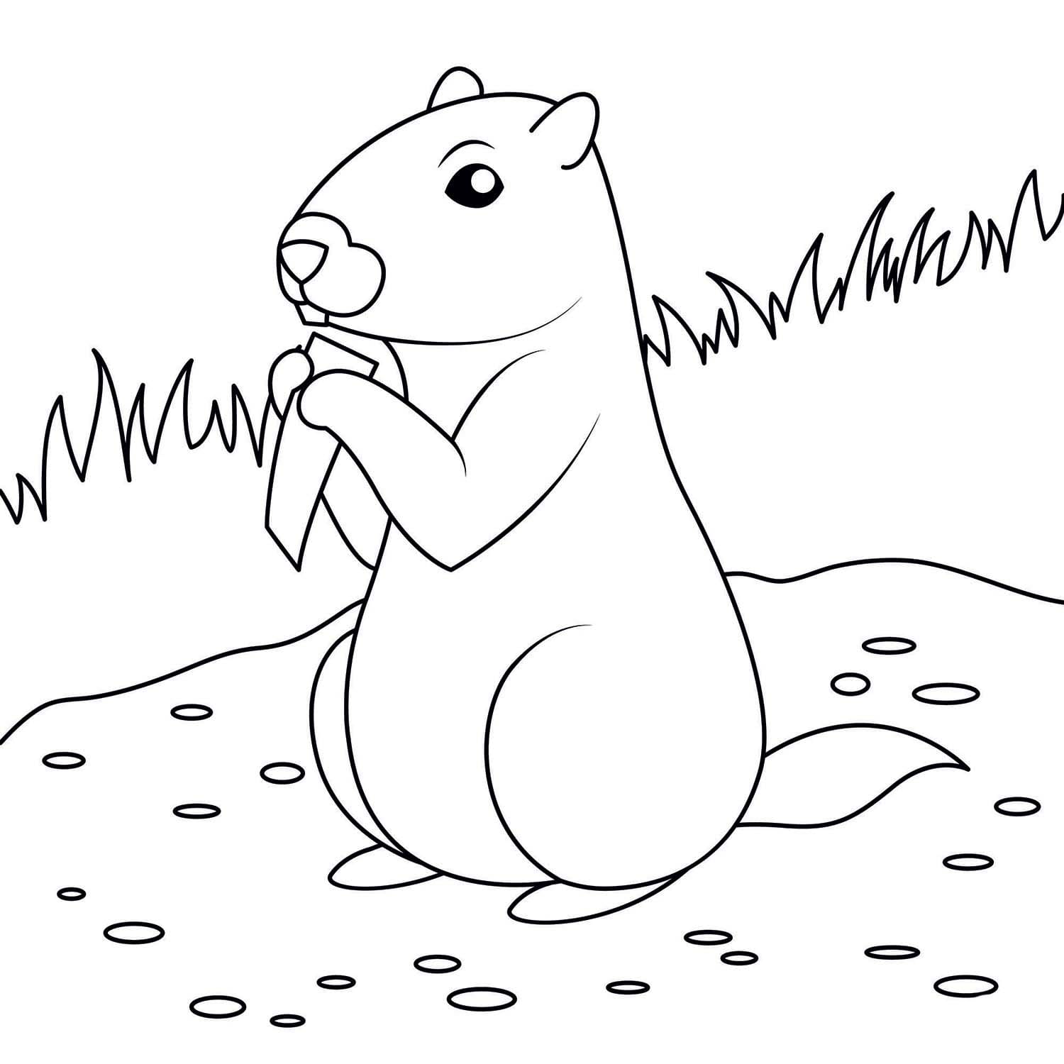 Coloriage Marmotte 2