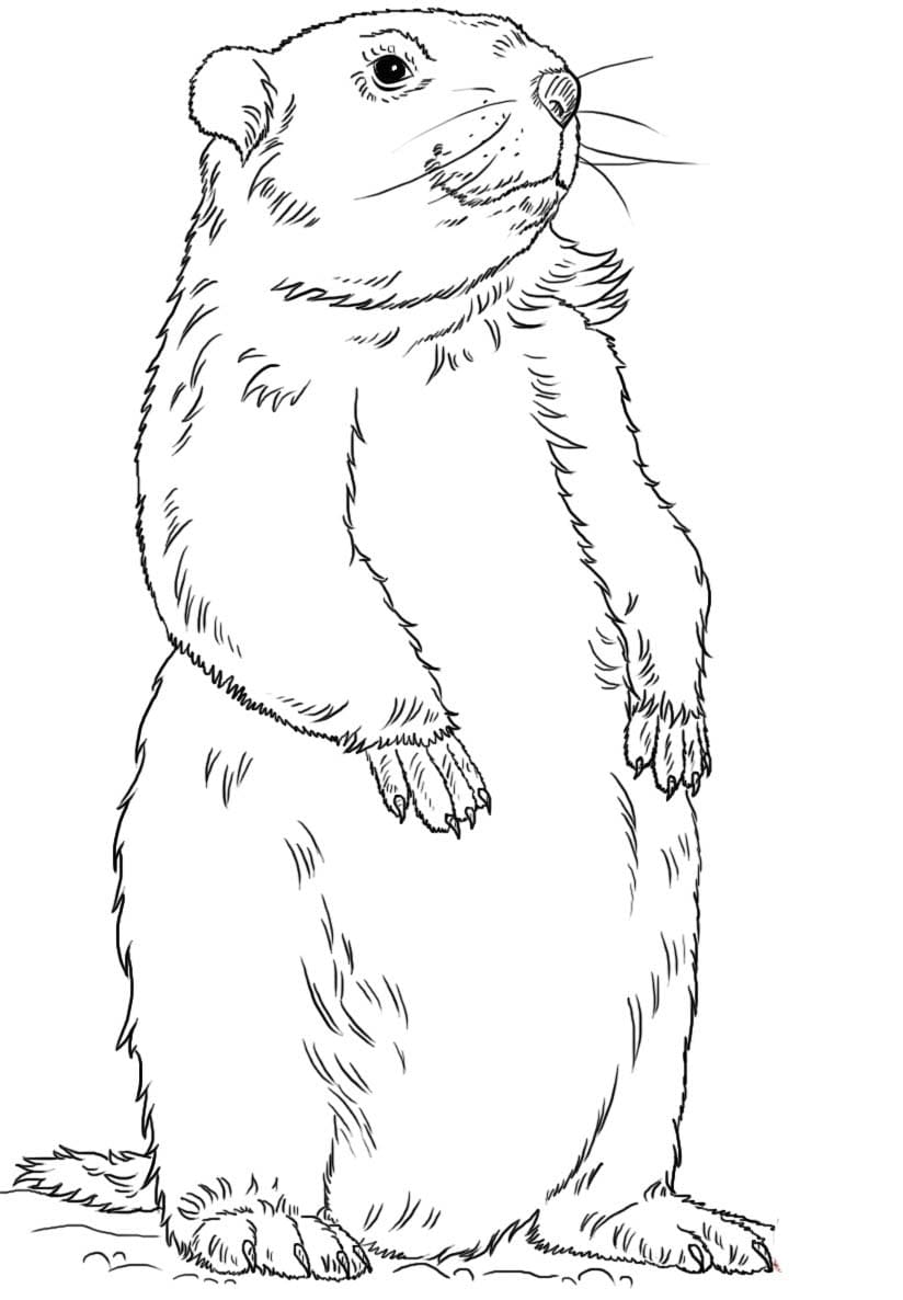 Coloriage Marmotte à imprimer