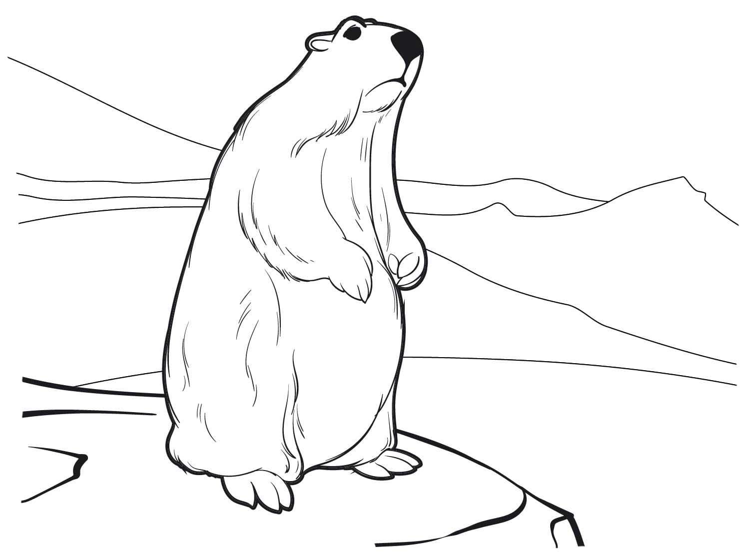 Coloriage Marmotte 5