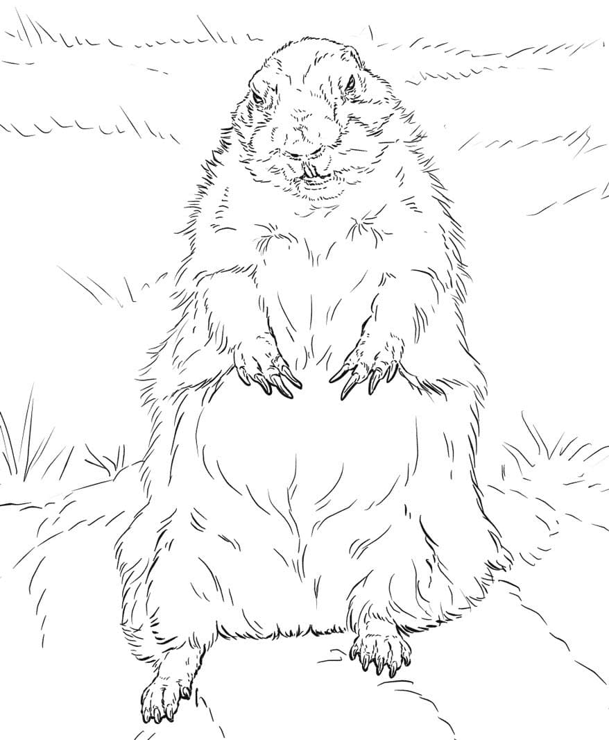 Coloriage Marmotte 6