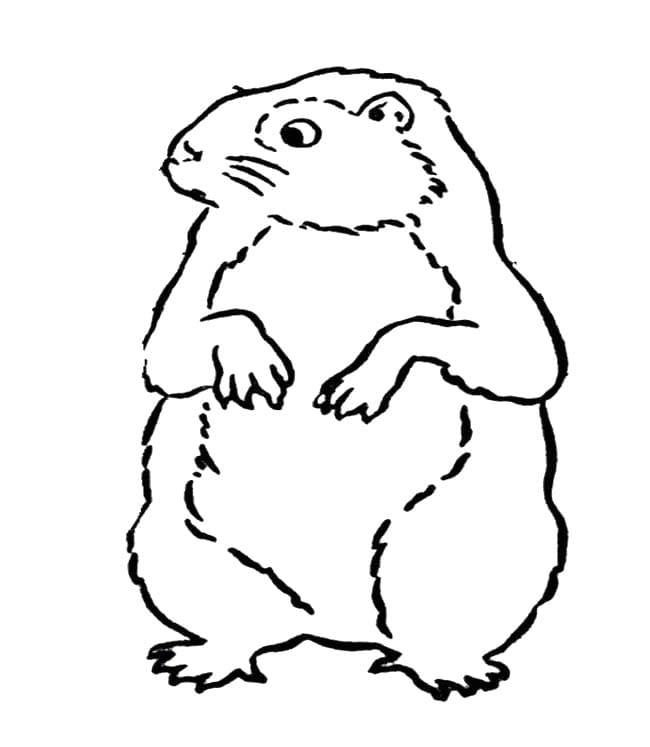 Coloriage Marmotte gratuite