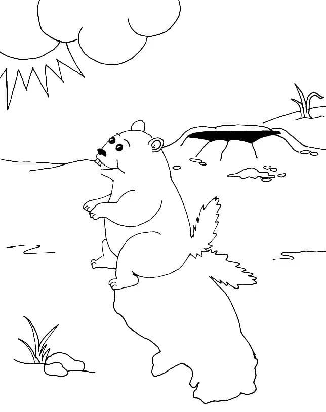Coloriage Marmotte pour enfant