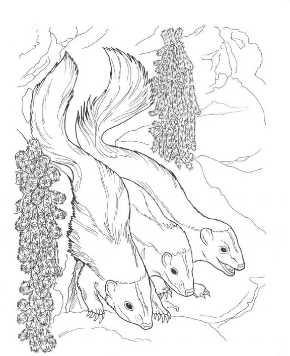 Coloriage Mouffette pour les enfants