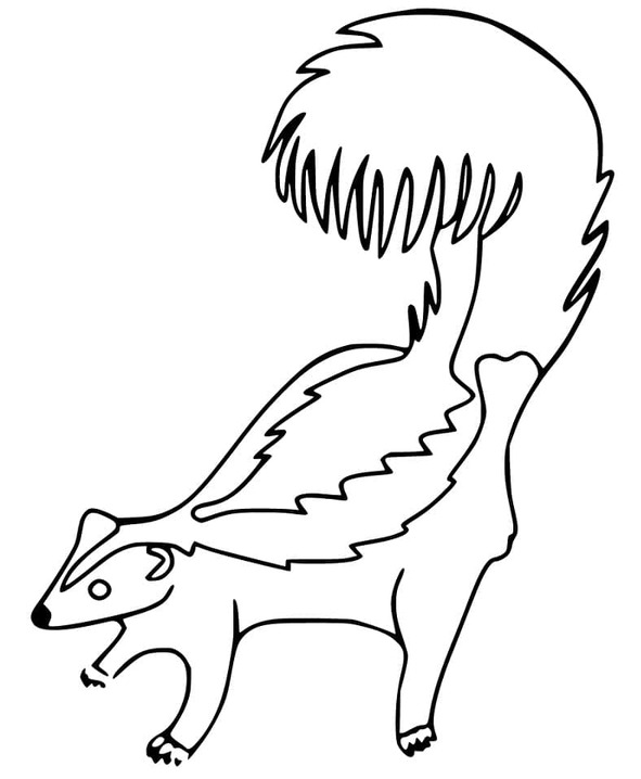 Coloriage Mouffette simple