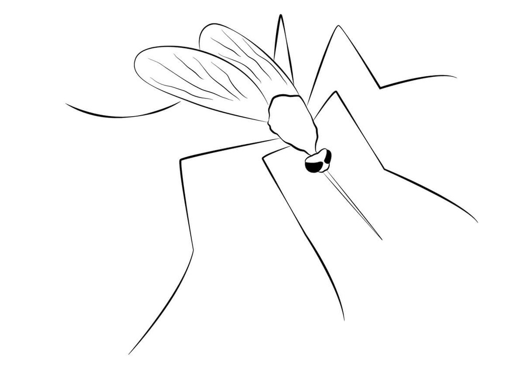 Coloriage Moustique imprimable