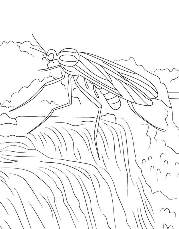 Coloriage Moustique pour enfants