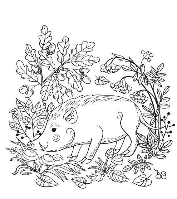 Coloriage Sanglier 10