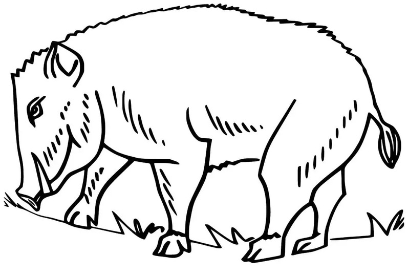 Coloriage Sanglier basique