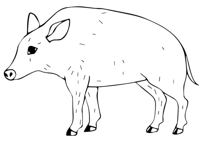Coloriage Sanglier gratuite pour les enfants