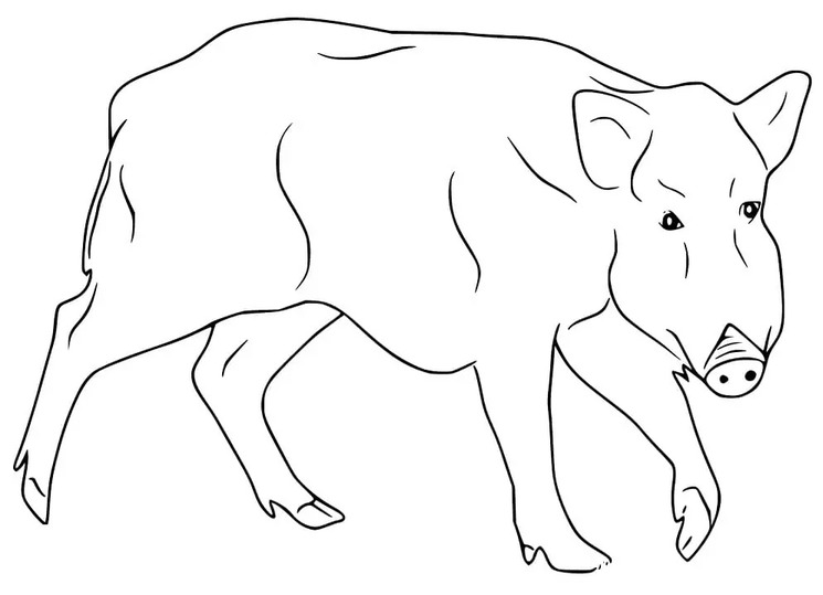Coloriage Sanglier simple