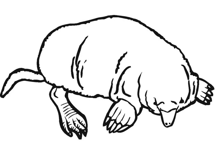 Coloriage Taupe chez enfants