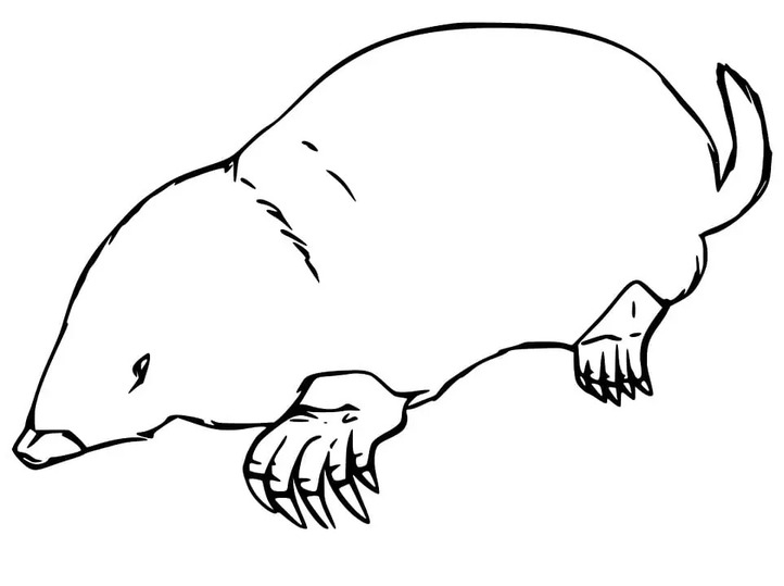 Coloriage Taupe gratuit pour les enfants