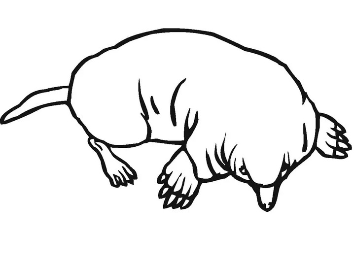 Coloriage Taupe imprimable pour les enfants