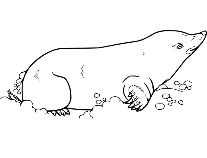 Coloriage Taupe pour enfant