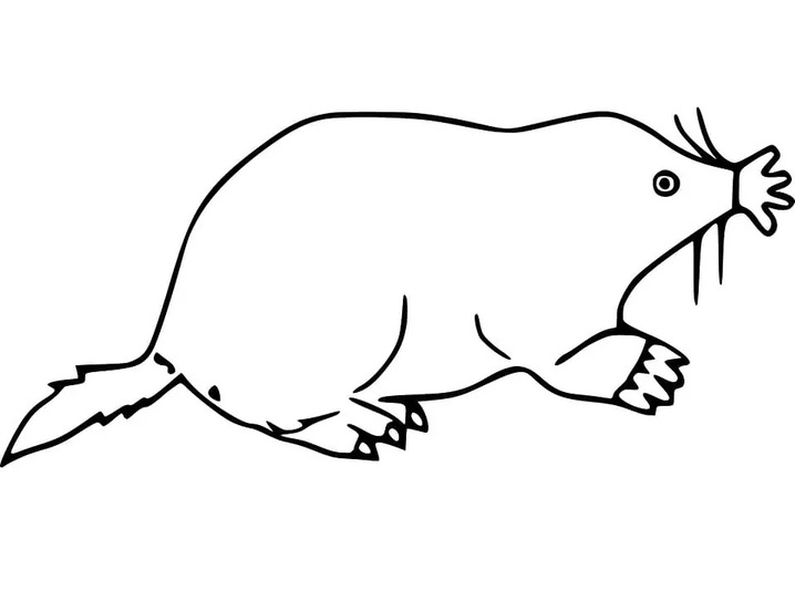 Coloriage Taupe pour les enfants