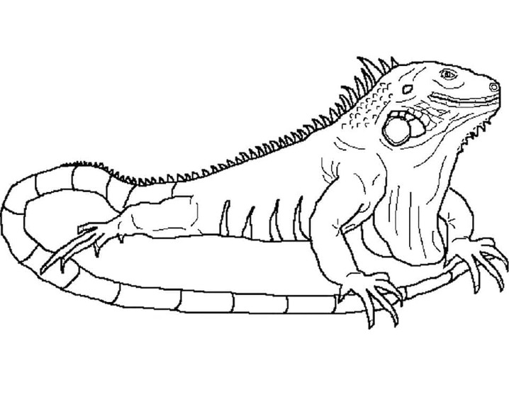 Bojanke Crtanje realistične iguana