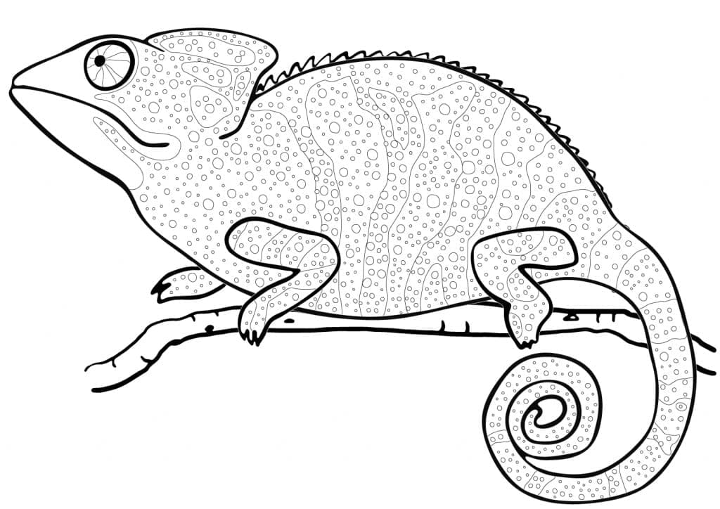 Bojanke Lijepo nacrtajte kameleon