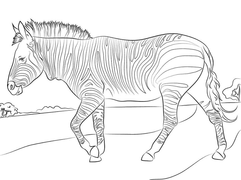 Bojanke Nacrtaj Zebra prost