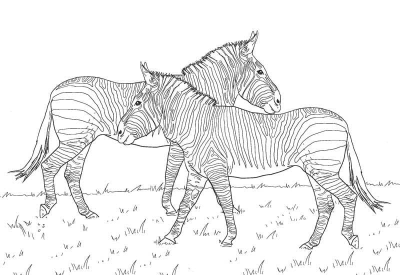 Bojanke Nacrtaj Zebra vrlo osnovno