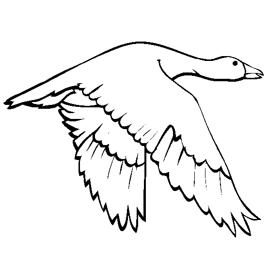 Snow Goose Flying 