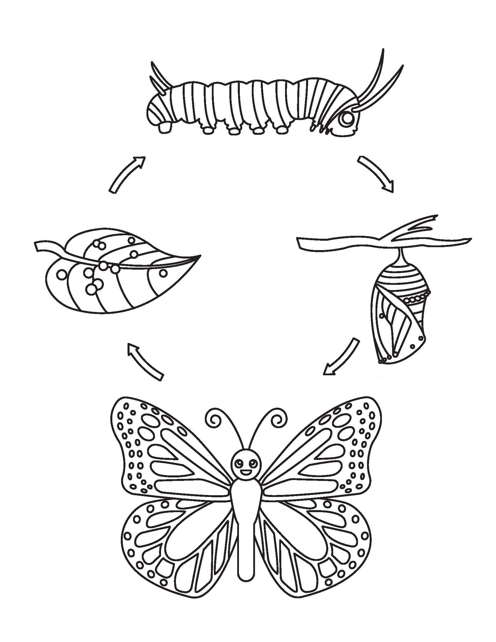 Butterfly’s Life Circle 