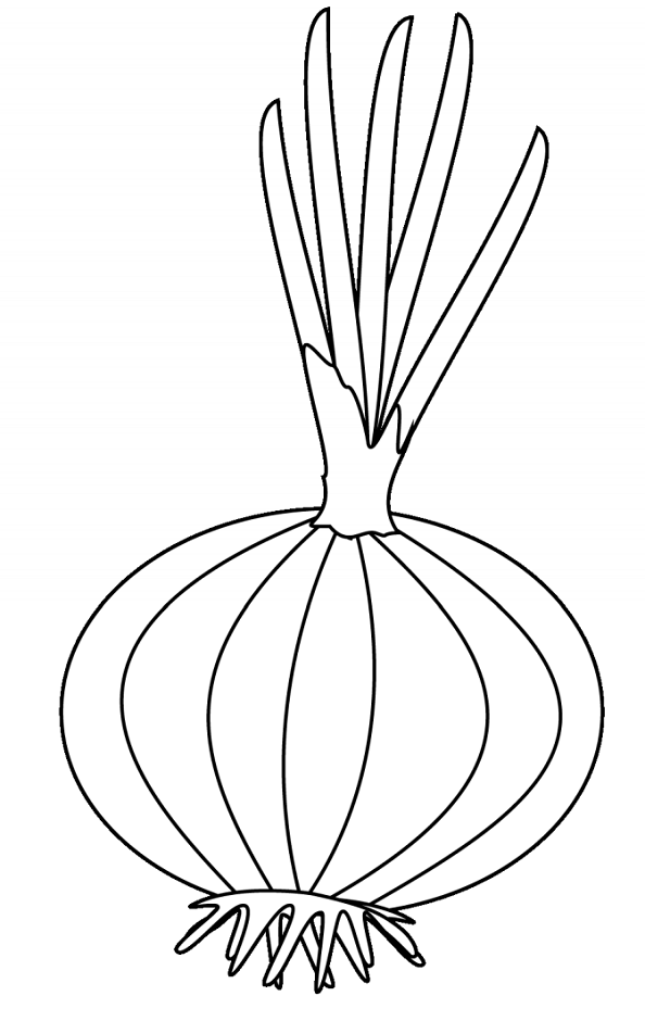 A Onion 