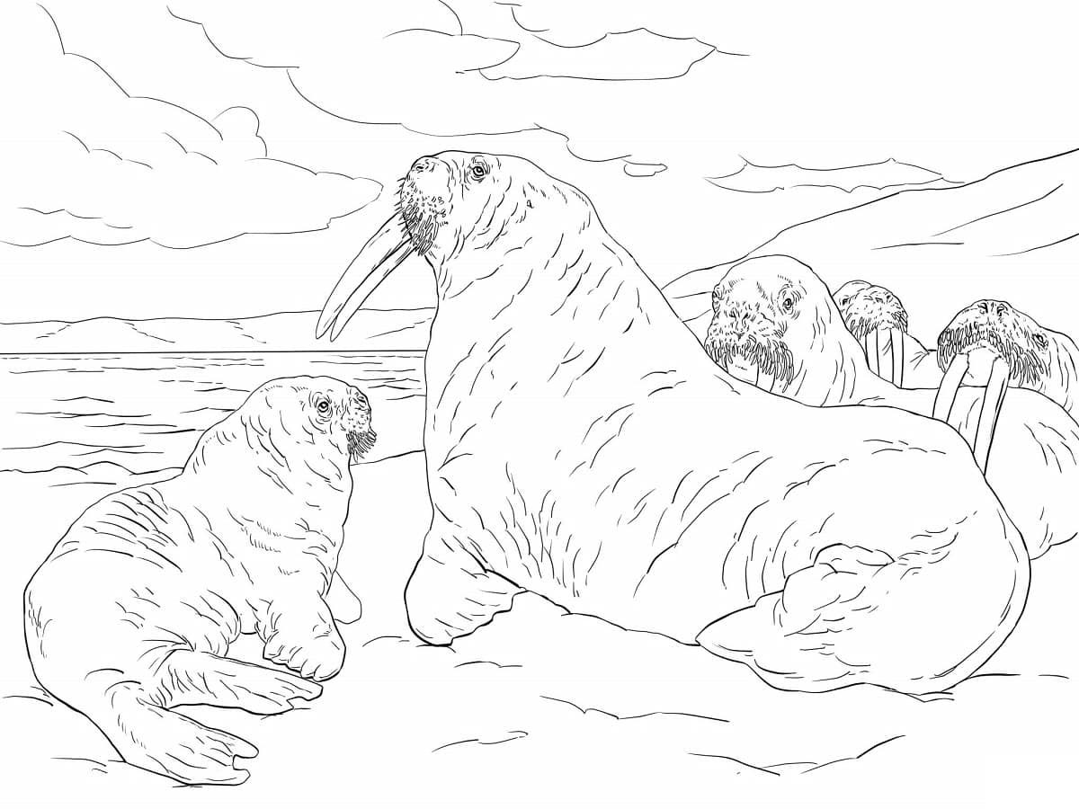 Family Of Walrus 