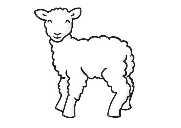 Agnello sorriso 