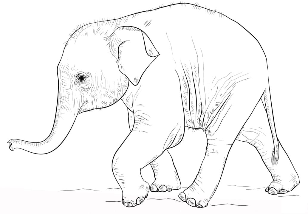 Bambino Elefante a Piedi da colorare