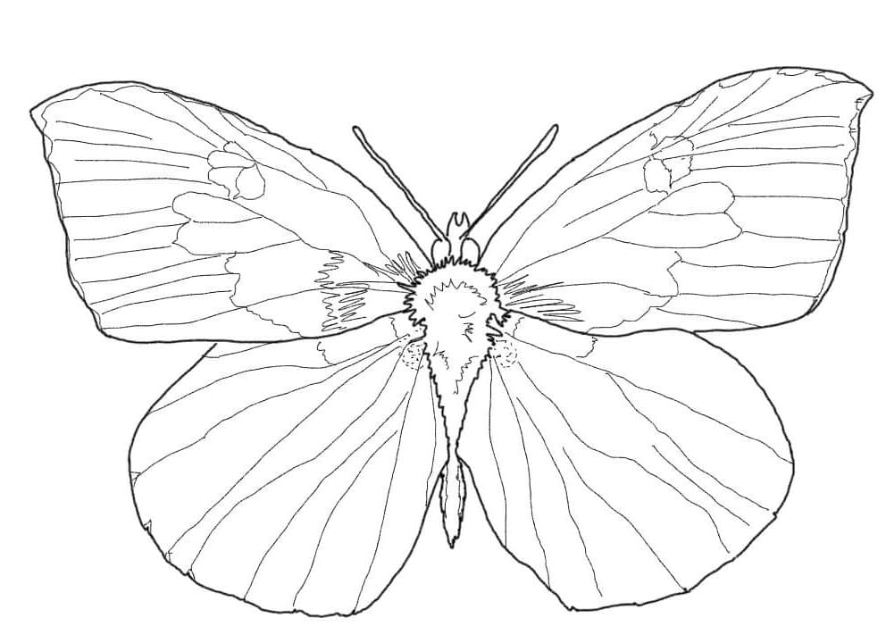 Buckeye Farfalla 