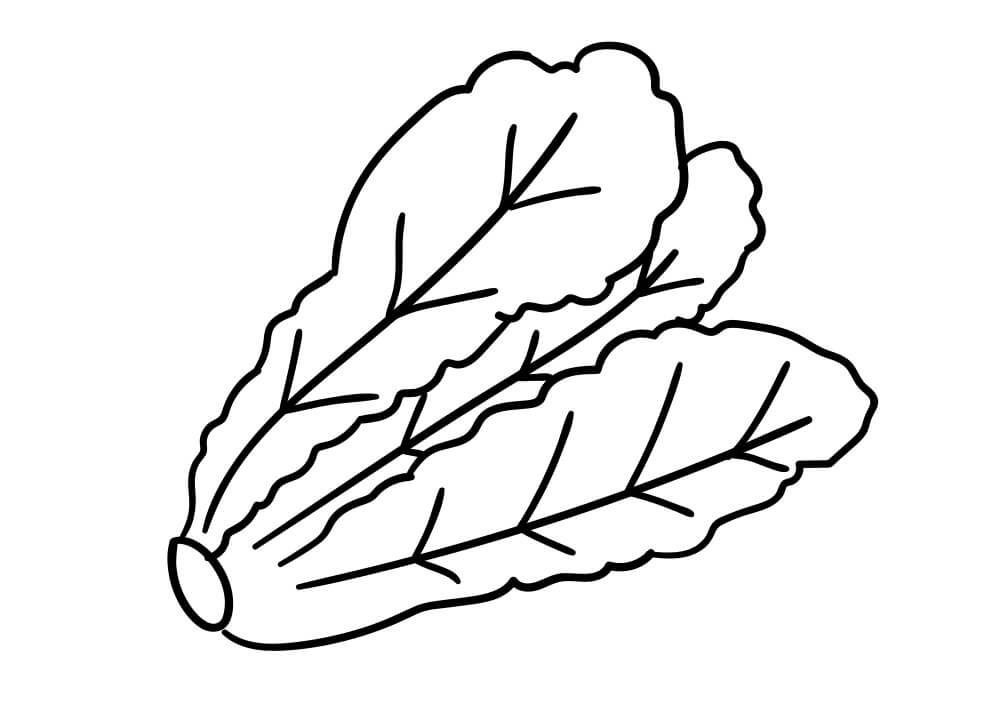 Cabbage Cavolo dolce da colorare