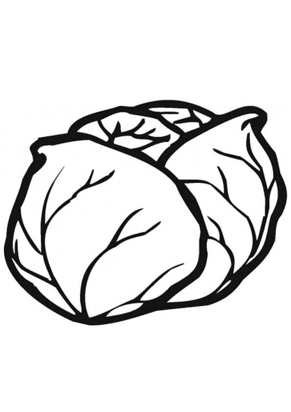 Cavolo bianco da colorare