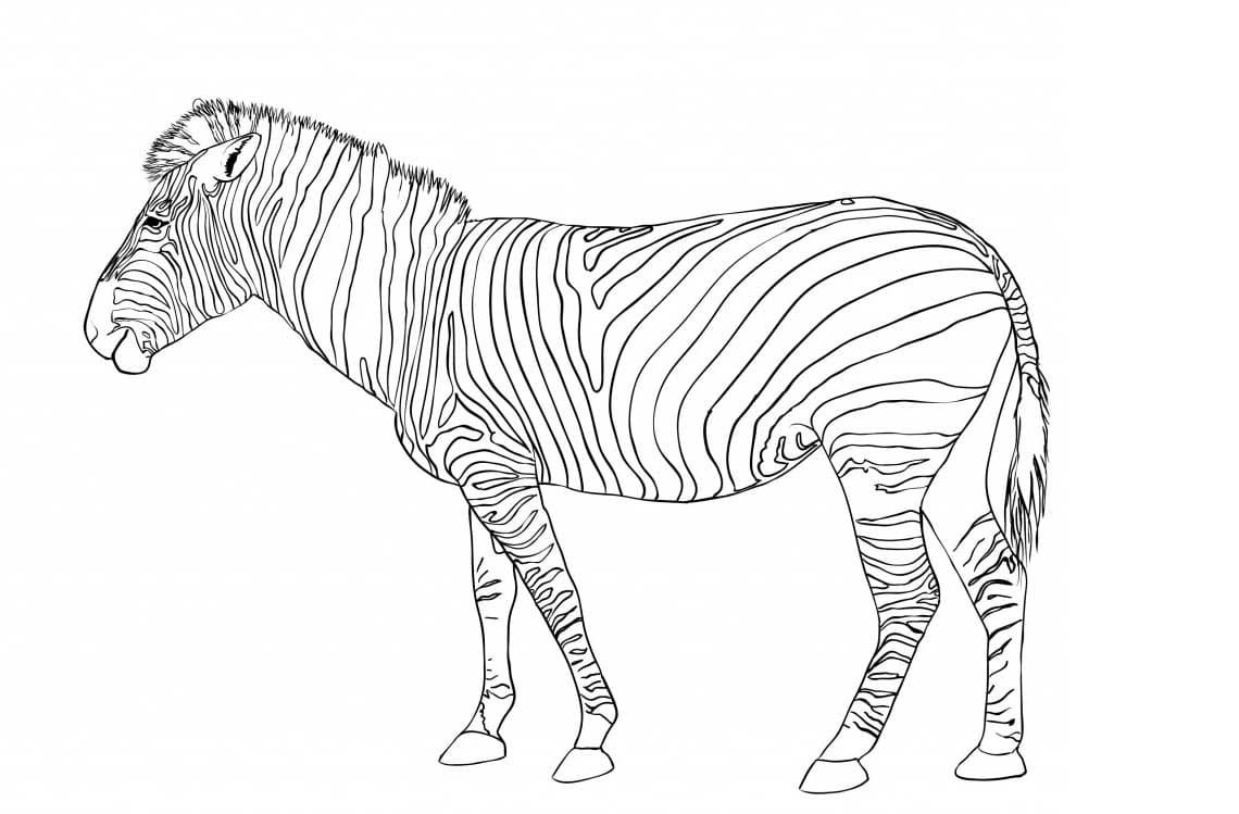 Contorno di Zebra da colorare