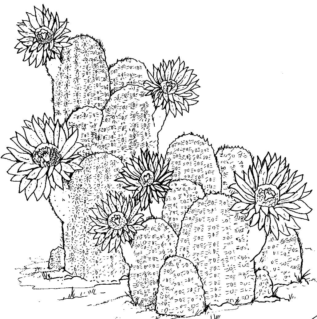 Disegna a Mano di Cactus da colorare