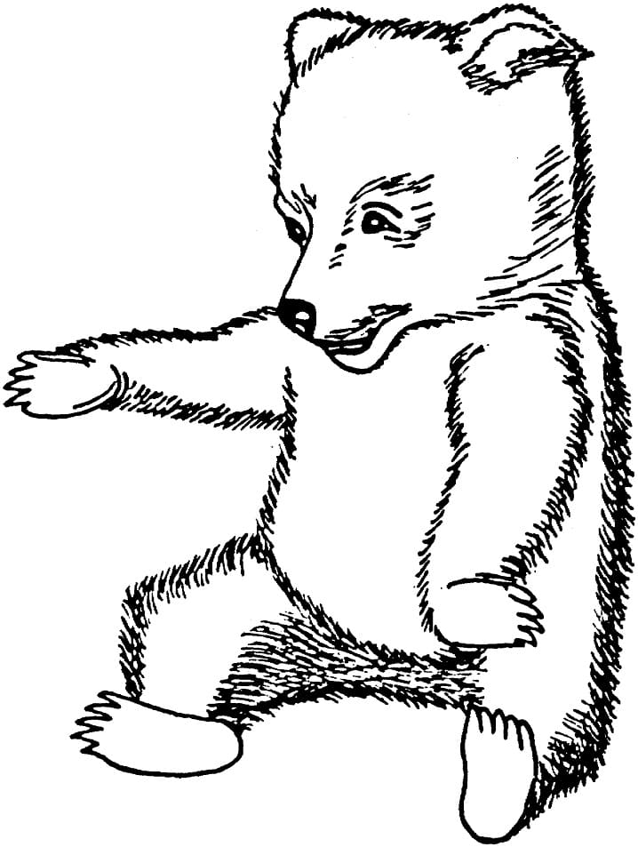 Disegno a Mano Dell'orso Bruno da colorare