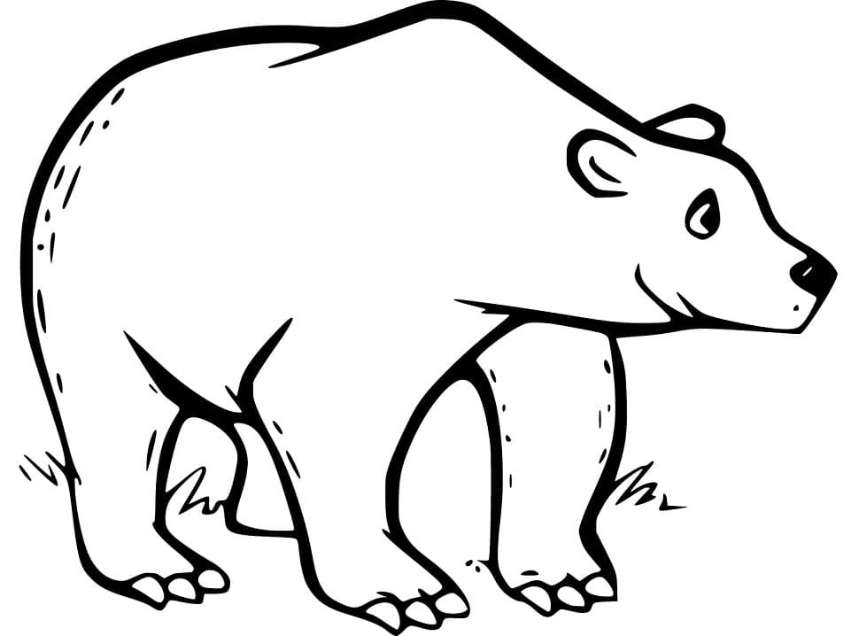 Disegno Dell'orso Bruno da colorare