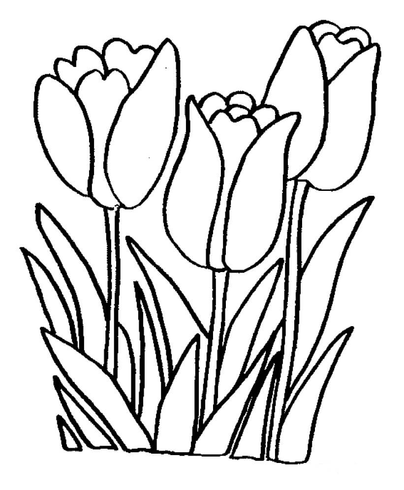 Disegno di Cespugli di Tulipani da colorare