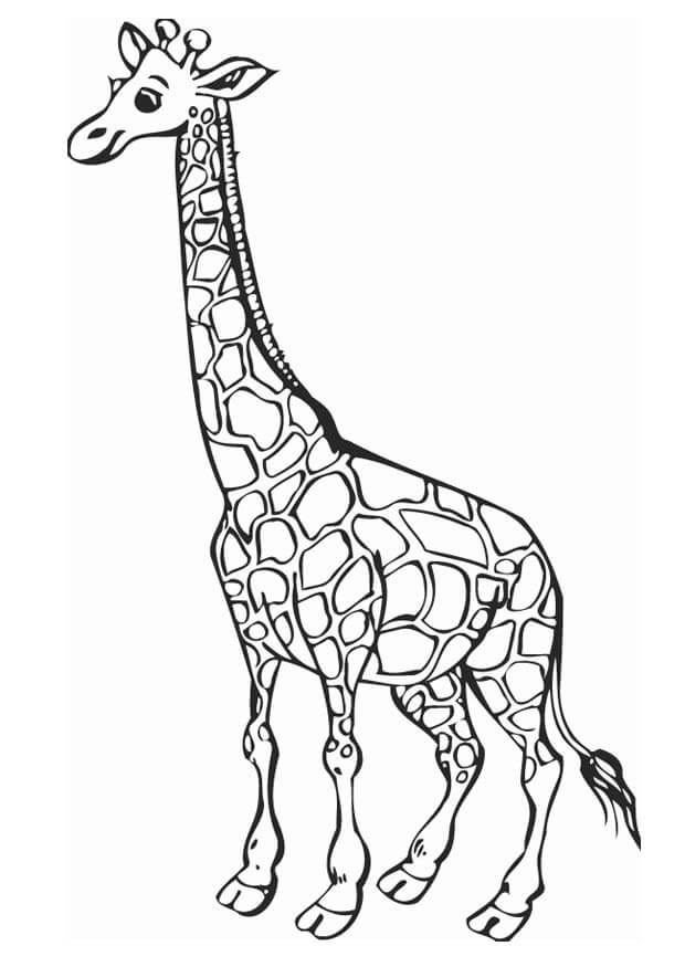 Fantastica Giraffa da colorare