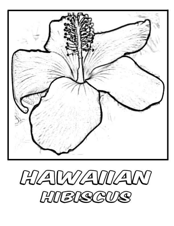 Fiore di ibisco Hawaiano da colorare