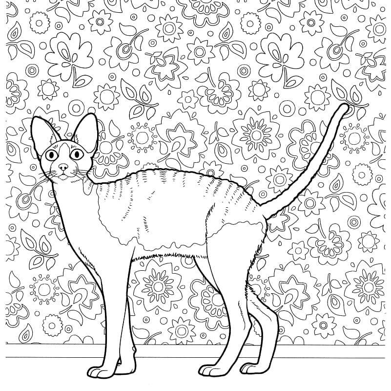 Gatto Cornish Rex da colorare