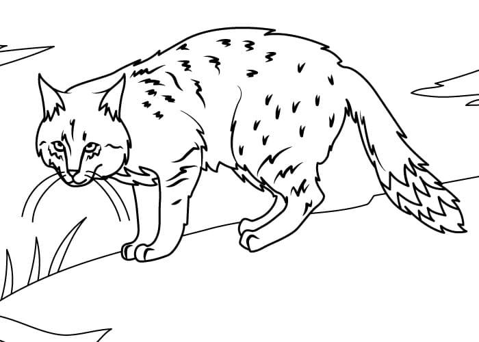 Gatto di Montagna Cinese da colorare