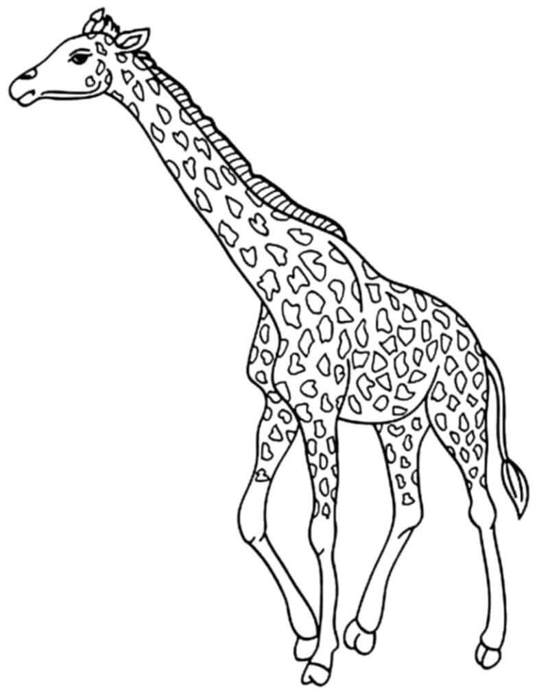 Giraffa Normale da colorare