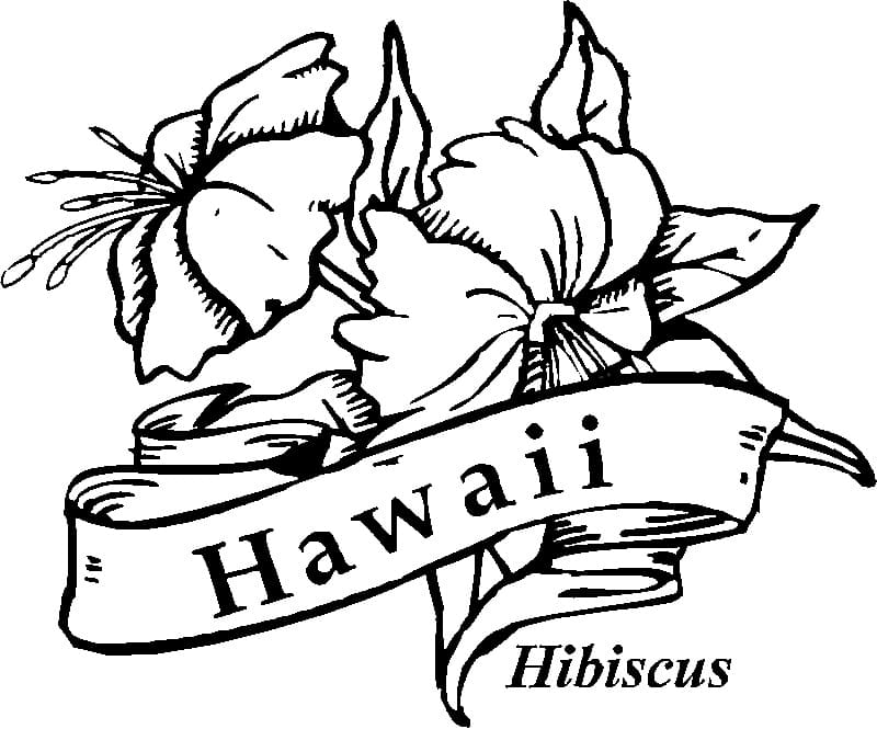 Ibisco delle Hawaii da colorare