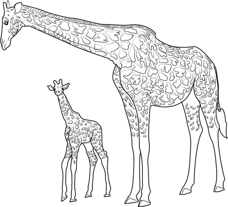 Madre Giraffa con baby Giraffa da colorare