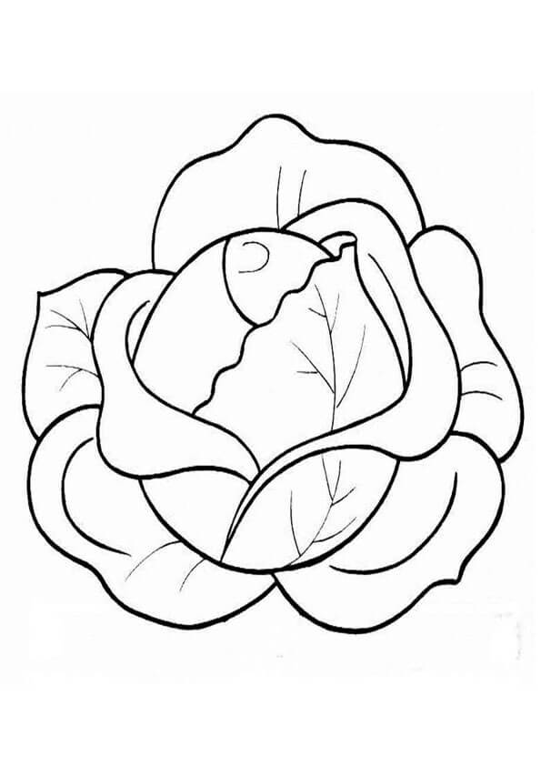Normale Cabbage da colorare