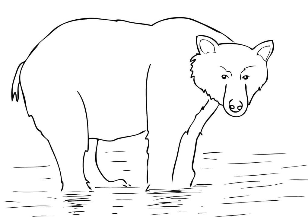 Orso Bruno dell'Alaska da colorare