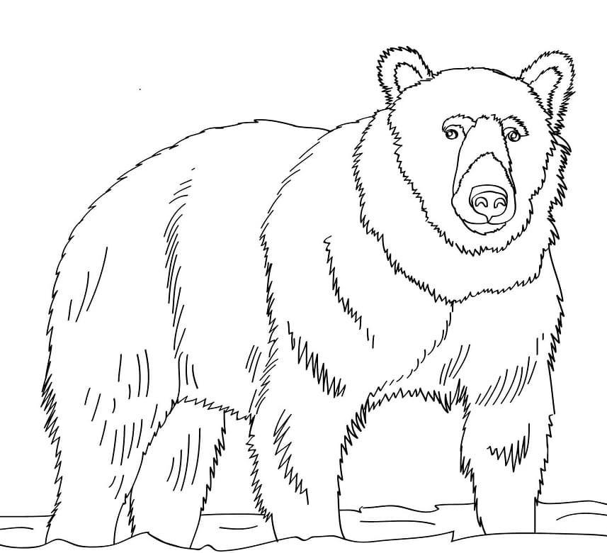 Orso Bruno Normale da colorare