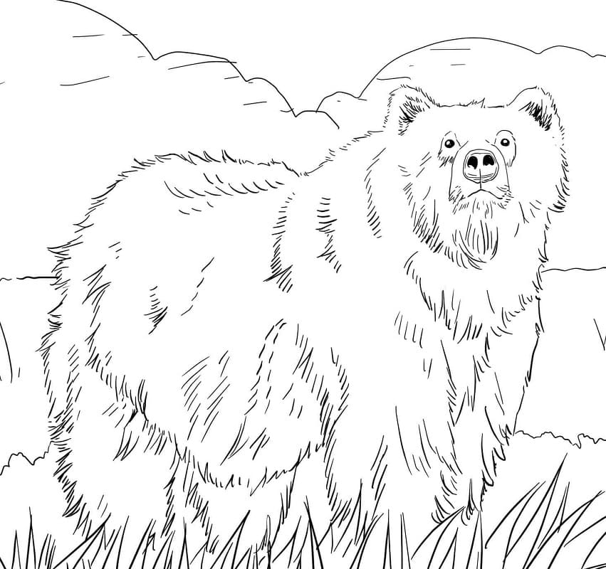 Orso Bruno Selvatico da colorare