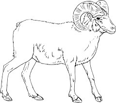 Pecora Bighorn Realistica da colorare