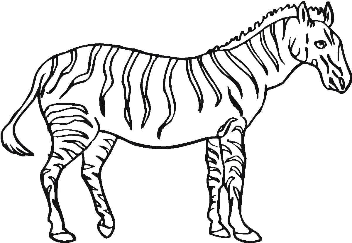 Stampa l'immagine delle Zebra da colorare